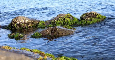 Stones overgrown with algae on the embankment of the Marmara Sea in Istanbul, Türkiye. (Shutterstock Photo)