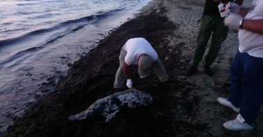 A group of men is photographed along a dead dolphin on the coast of Kuşadası, Aydın, western Türkiye, June 6, 2023. (IHA Photo)