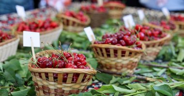 Baskets filled with fresh cherries are exhibited during the festival in Buca, Izmir, western Türkiye, May 30, 2023. (IHA Photo)