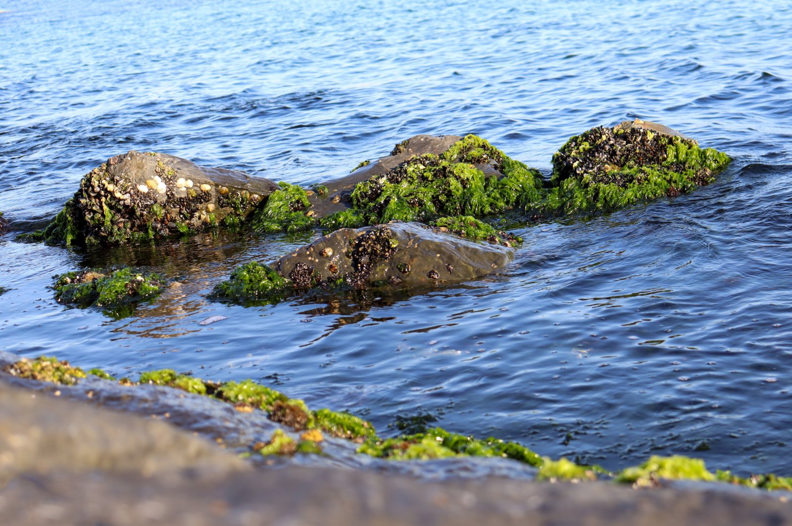 Stones overgrown with algae on the embankment of the Marmara Sea in Istanbul, Türkiye. (Shutterstock Photo)
