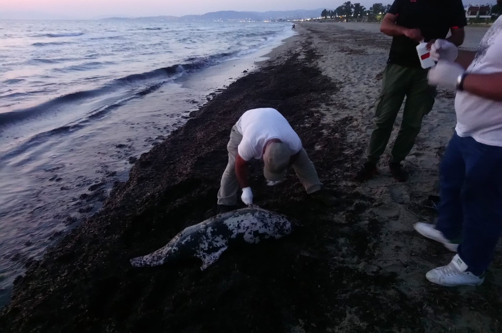 6 lumba-lumba ditemukan mati di lepas pantai Kuşadası Türkiye