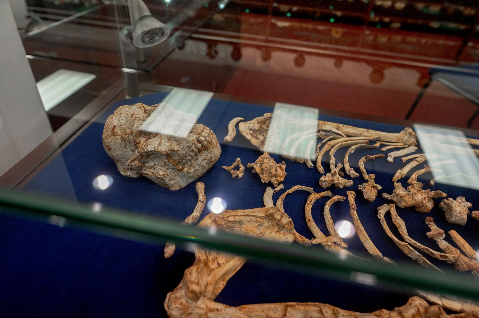 Bones of an Australopithecus Africanus in a shrine at the Center for Exploration of the Deep Human Journey, Wits University, in Johannesburg, South Africa, May 11, 2023. (AFP Photo)