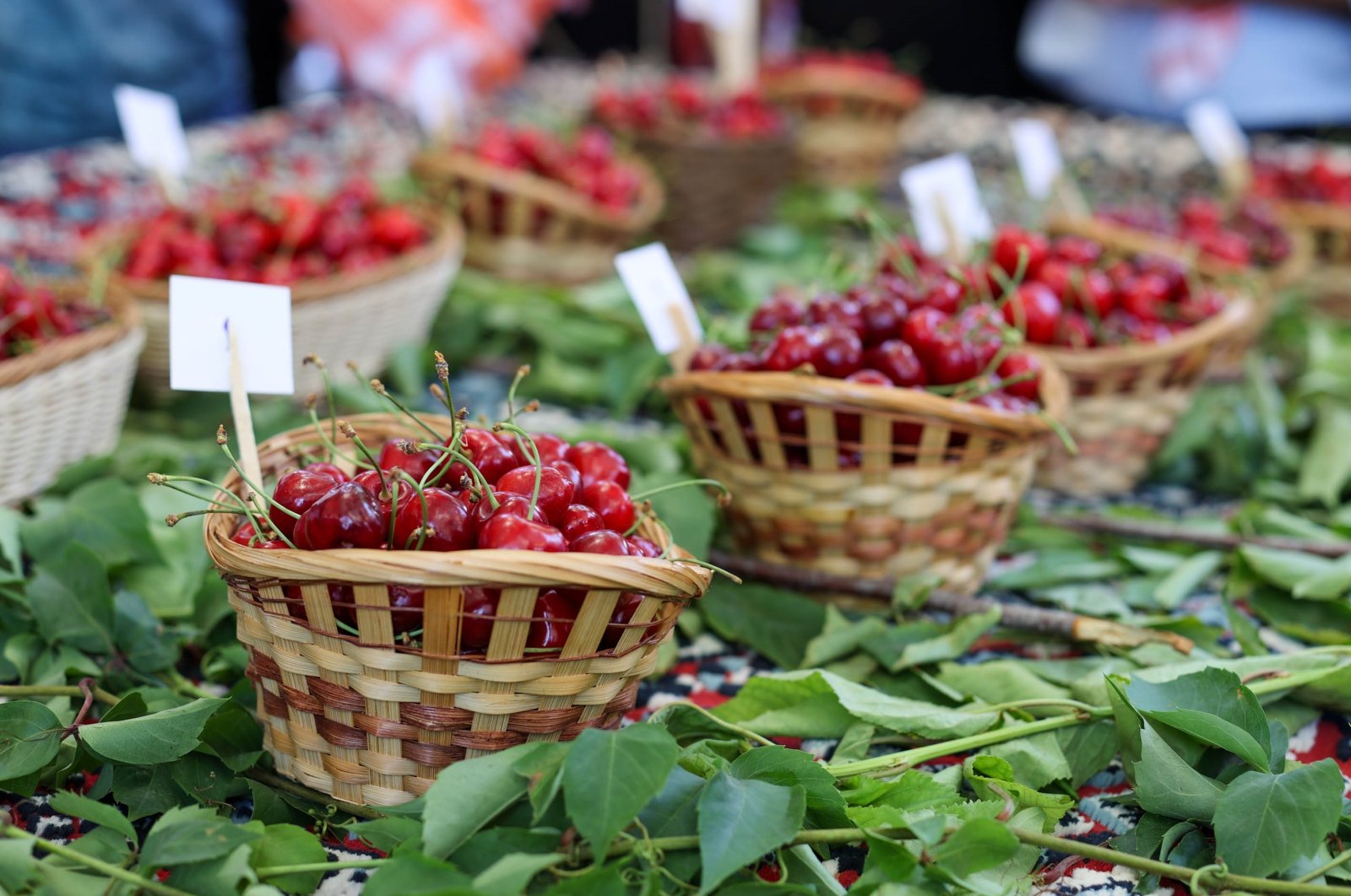 Baskets filled with fresh cherries are exhibited during the festival in Buca, Izmir, western Türkiye, May 30, 2023. (IHA Photo)