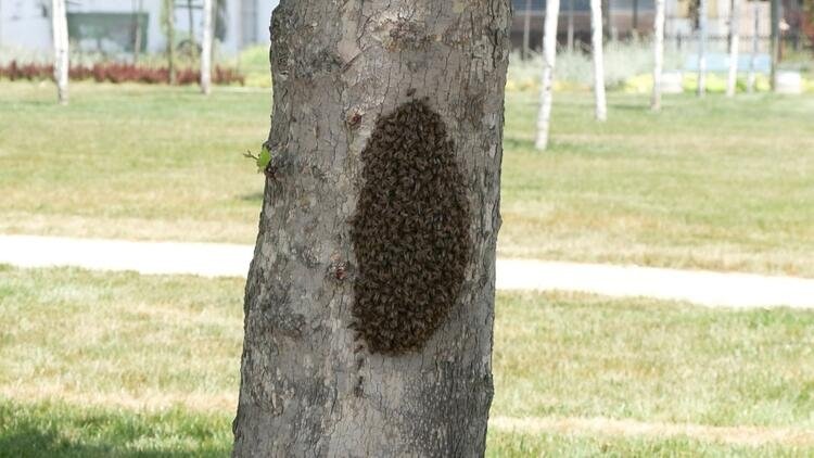 A swarm of bees close to a coastal area in Istanbul, Türkiye, June 8, 2023. (DHA Photo)