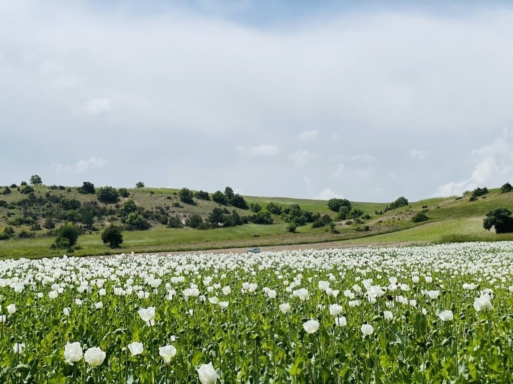 Pemandangan dari ladang opium, Afyon, Türkiye, 2 Juni 2023. (Foto oleh Buse Keskin)