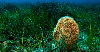 Seagrass meadows are seen in the Mediterranean Sea, southern Türkiye, June 7, 2023. (AA Photo)