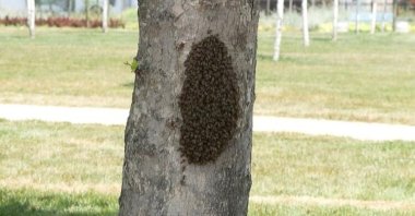 A swarm of bees close to a coastal area in Istanbul, Türkiye, June 8, 2023. (DHA Photo)