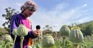 An Afghan farmer harvests opium sap from a poppy field in Fayzabad district of Badakhshan province on May 30, 2023. (AFP File Photo)