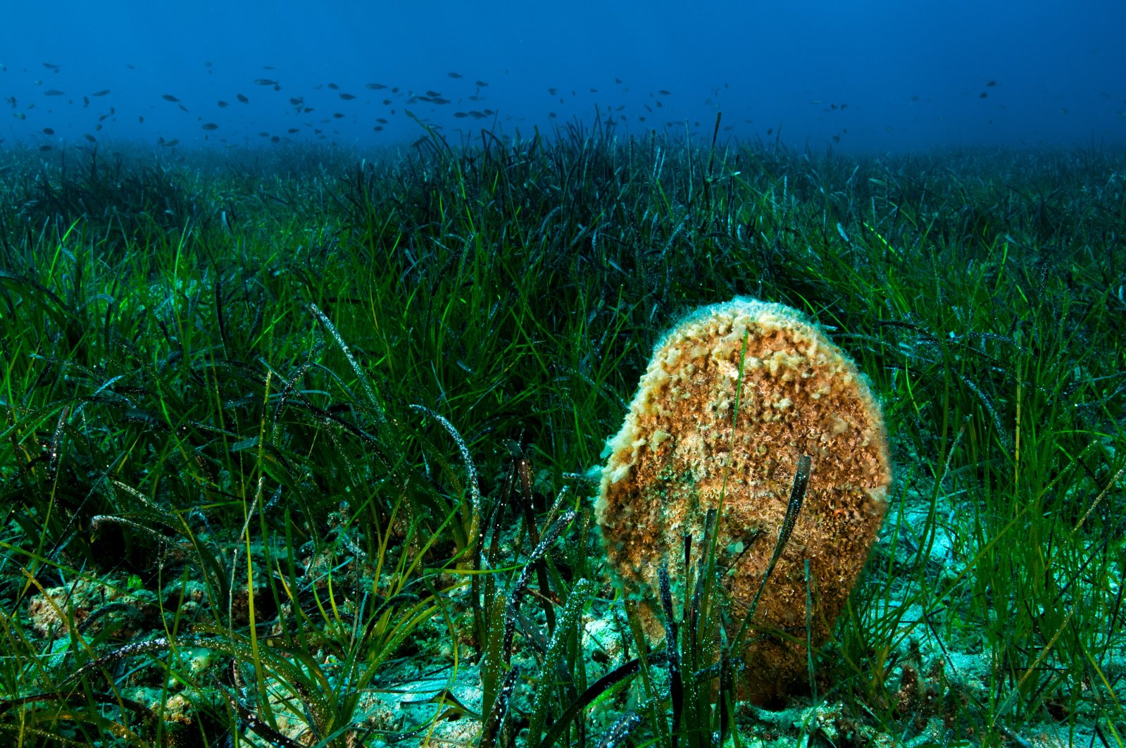 Seagrass meadows are seen in the Mediterranean Sea, southern Türkiye, June 7, 2023. (AA Photo)