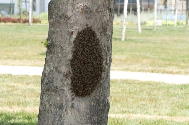 Kawanan lebah menyerang ketakutan saat mereka mengambil alih pepohonan di Istanbul