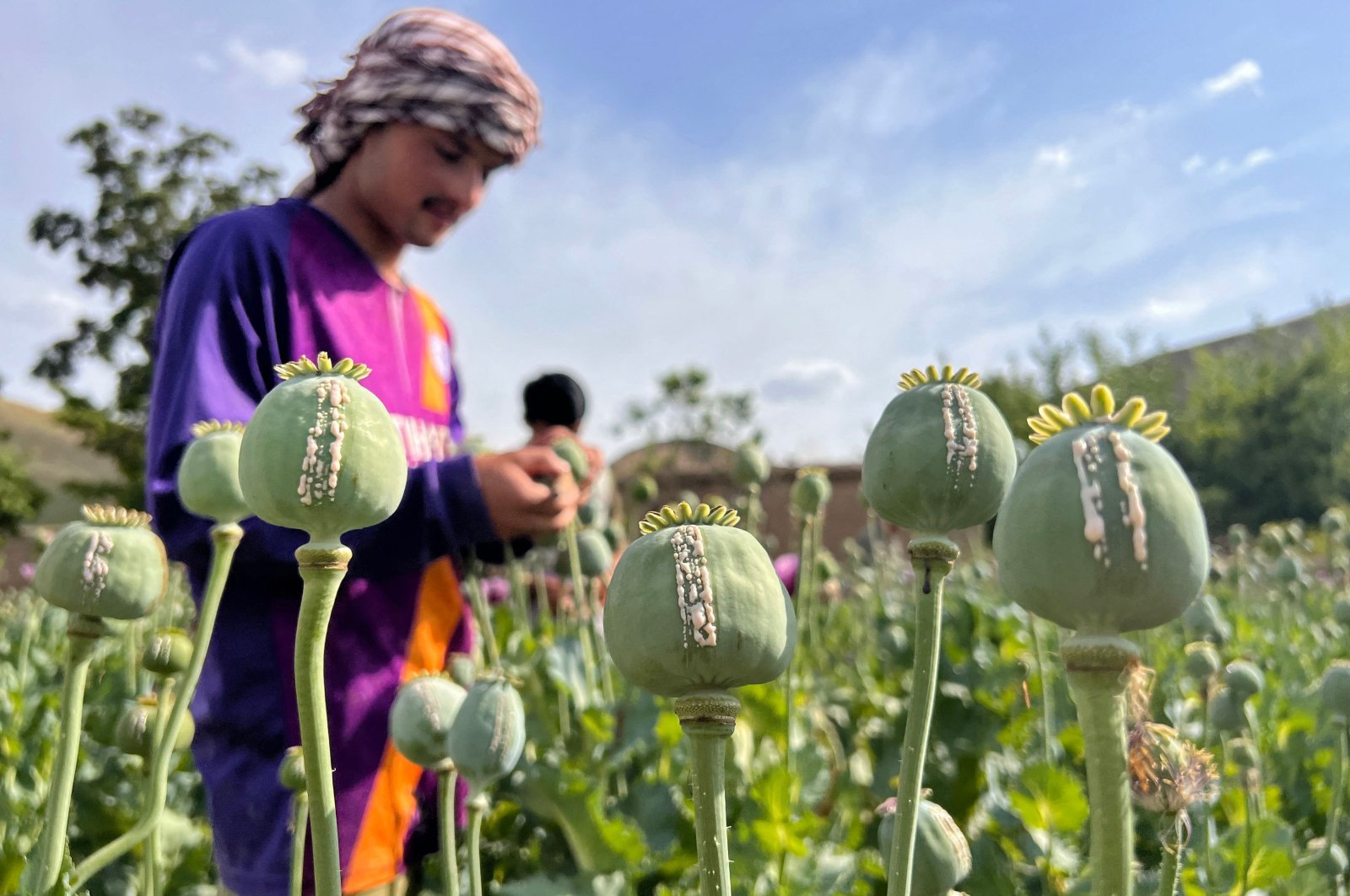 An Afghan farmer harvests opium sap from a poppy field in Fayzabad district of Badakhshan province on May 30, 2023. (AFP File Photo)