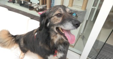 Caramel the abandoned dog is seen at a vet under treatment, Istanbul, Türkiye, June 11, 2023. (DHA Photo)