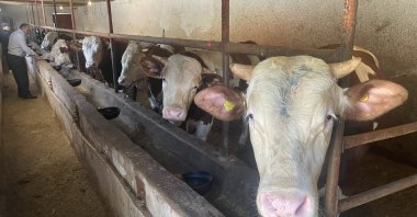 Animals wait in pens to be inspected and sold to mark Qurban Bayram, or Eid al-Adha, Yozgat, Türkiye, June 11, 2023. (AA Photo)