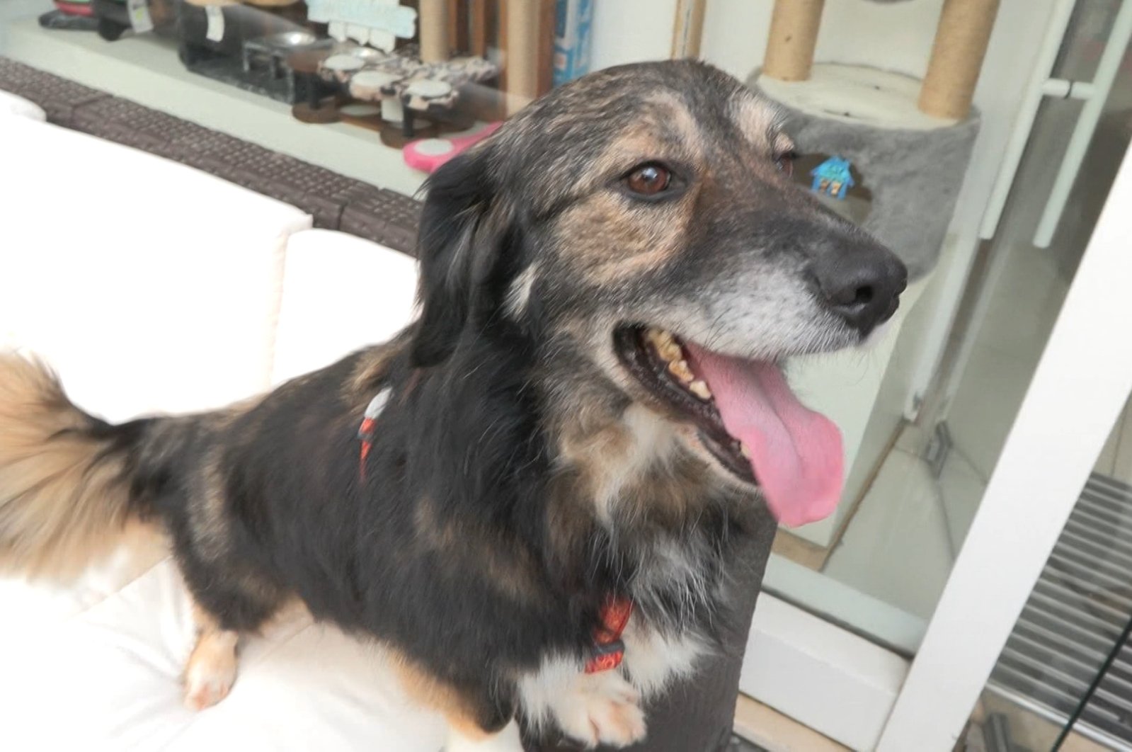 Anjing terlantar yang diselamatkan relawan di Istanbul menemukan rumah di Paris