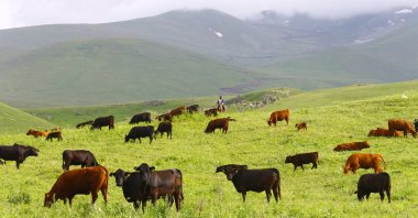 Dost Agropark Zengilan Smart Agriculture Village in Zengilan, Azerbaijan, June 12, 2023. (AA Photo)