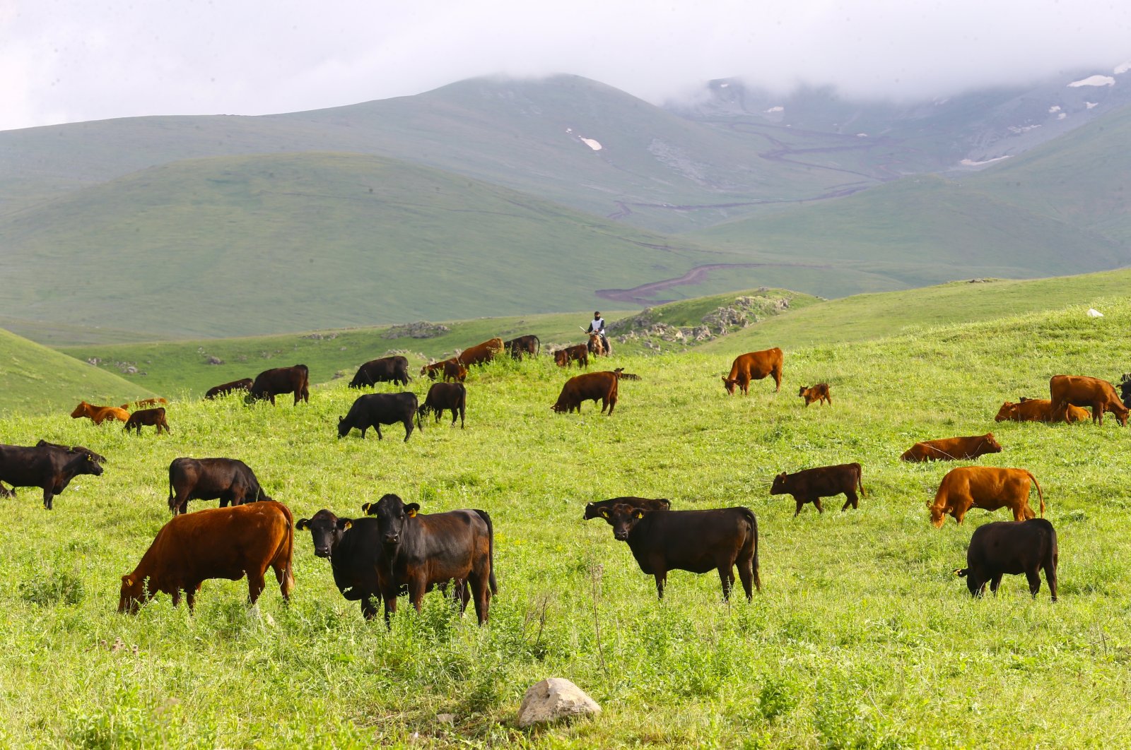 Dost Agropark Zengilan Smart Agriculture Village in Zengilan, Azerbaijan, June 12, 2023. (AA Photo)