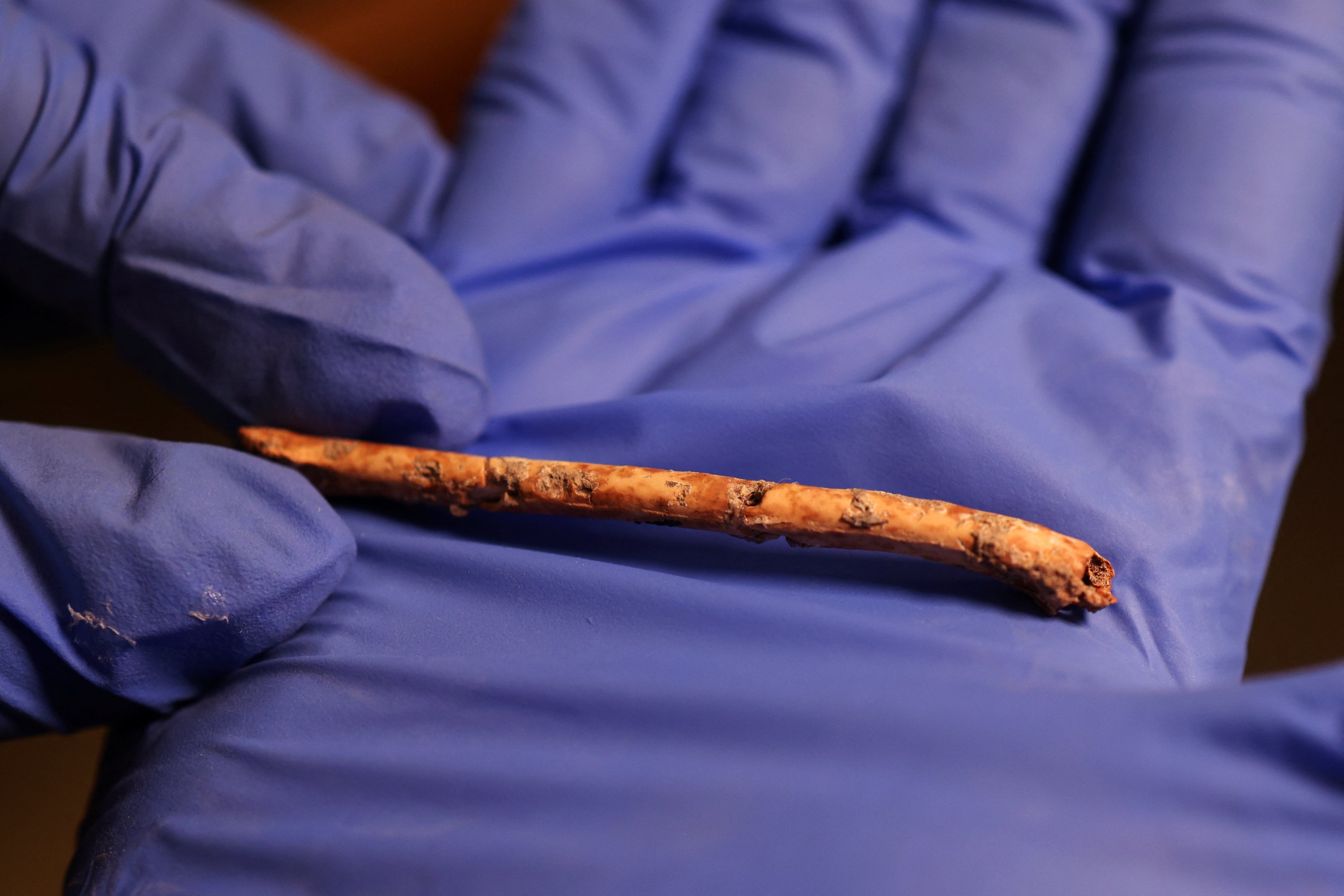 Seorang peneliti memegang seruling miniatur, yang diyakini para ilmuwan dibuat 12.000 tahun lalu dari tulang burung dan mungkin telah digunakan untuk panggilan burung, di Universitas Ibrani Yerusalem, Yerusalem Barat, Israel, 11 Juni 2023. (Foto Reuters)