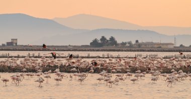 Flamingos and their hatchlings are pictured in mesmerizing scenery of Gediz Delta, Izmir, western Türkiye, June 12, 2023. (AA Photo)
