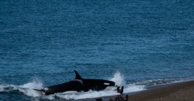 Orca beaching at Punta Norte - Peninsula de Valdes, Argentina. (Shutterstock Photo)