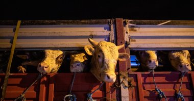Sacrificial animals are transported to Istanbul ahead of Qurban Bayram, Istanbul, Türkiye, June 13, 2023. (AA Photo)