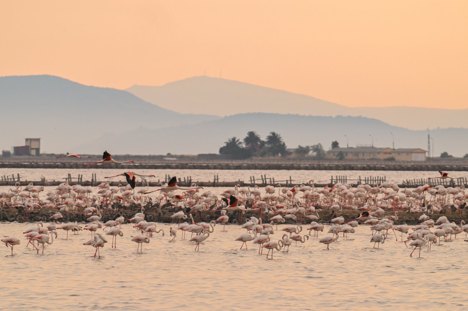 ‘Bird Paradise’ Türkiye menyambut ribuan bayi flamingo
