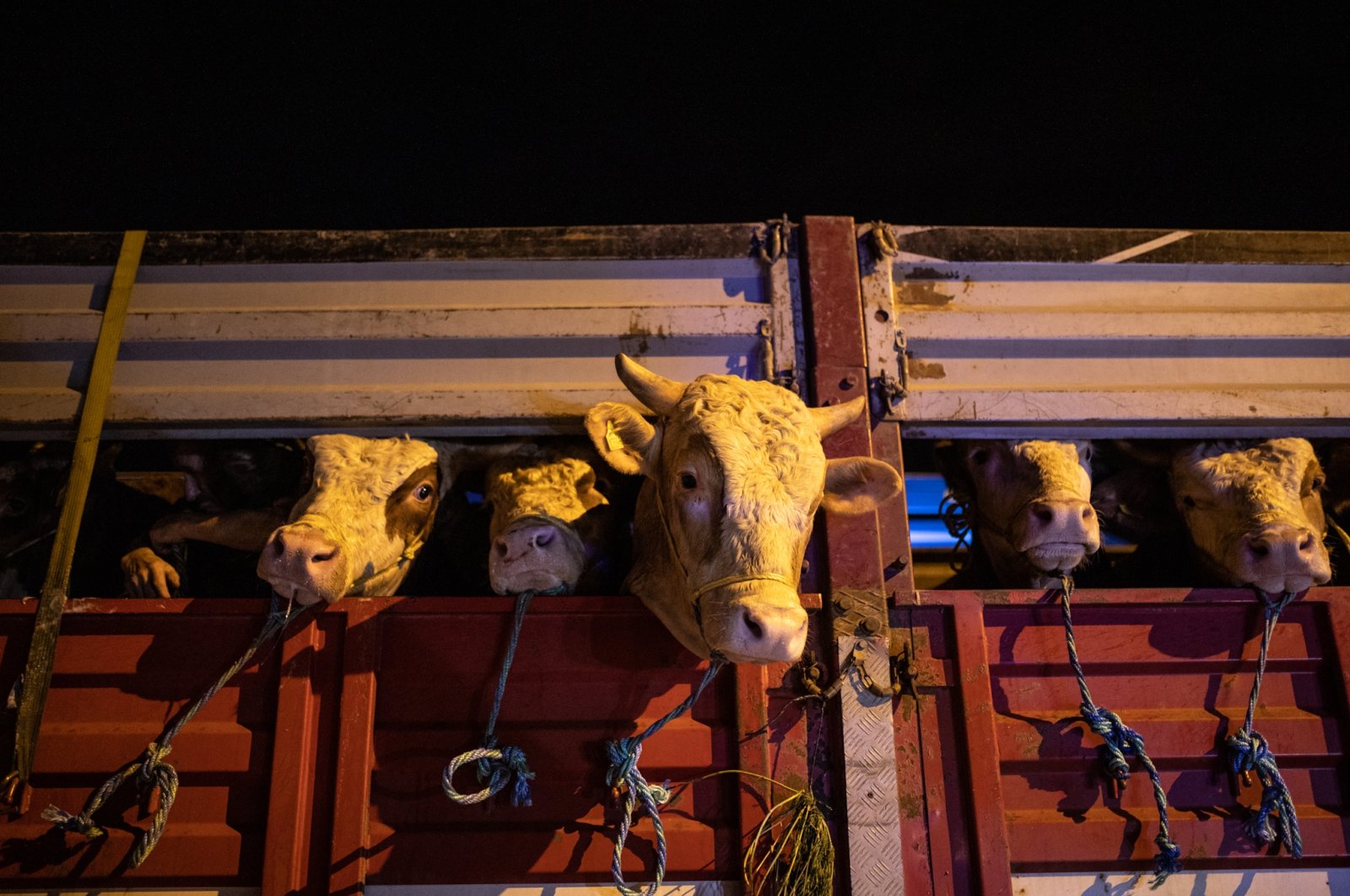 Sacrificial animals are transported to Istanbul ahead of Qurban Bayram, Istanbul, Türkiye, June 13, 2023. (AA Photo)