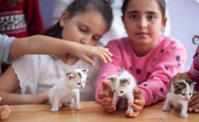 Siswa bermain dengan anak kucing yang diadopsi di sekolah dasar di Çorum, Türkiye, 14 Juni 2023. (Foto AA)