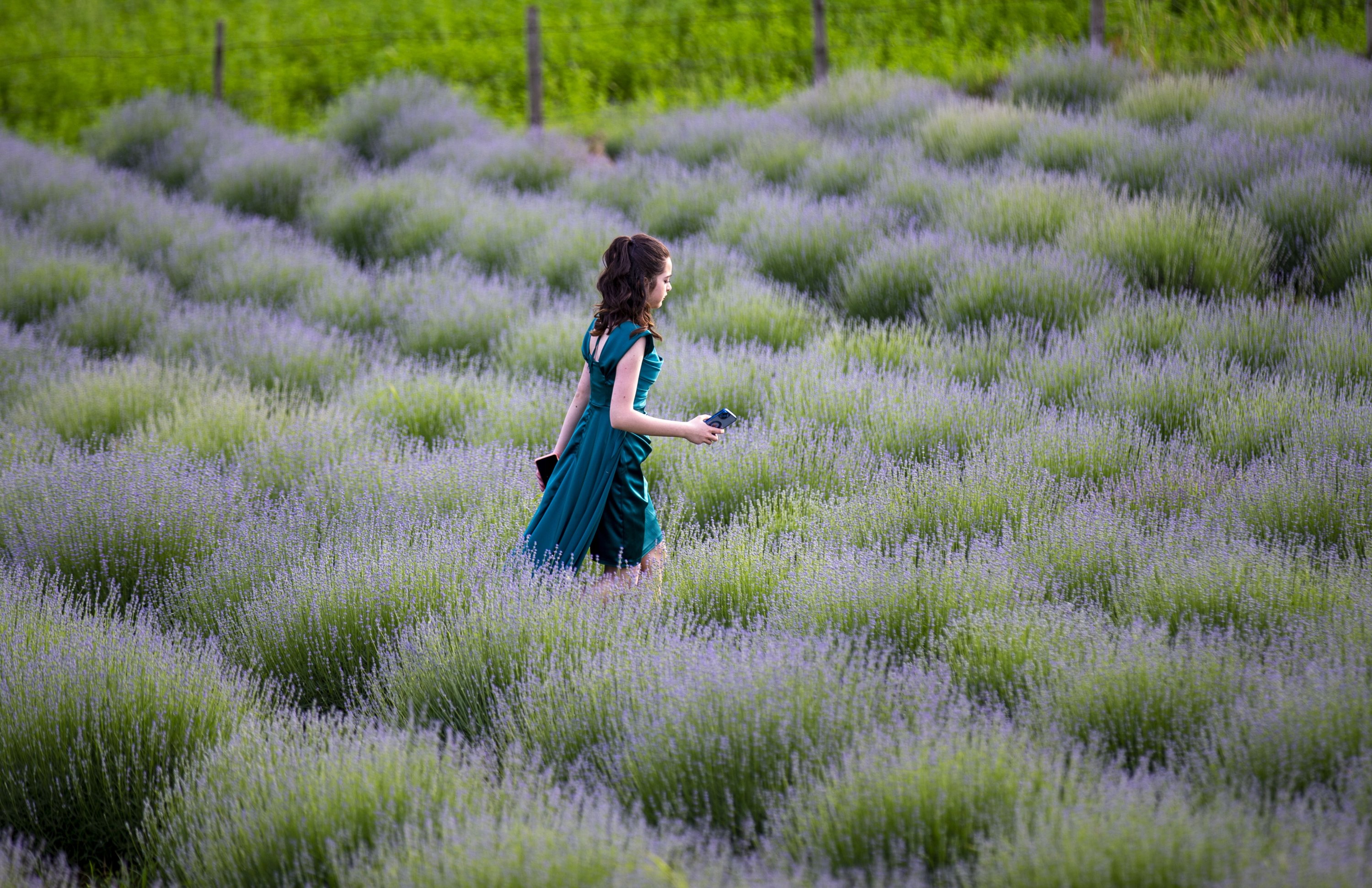 Seorang pengunjung melewati ladang lavender di Sakarya, Türkiye, 14 Juni 2023. (Foto AA)