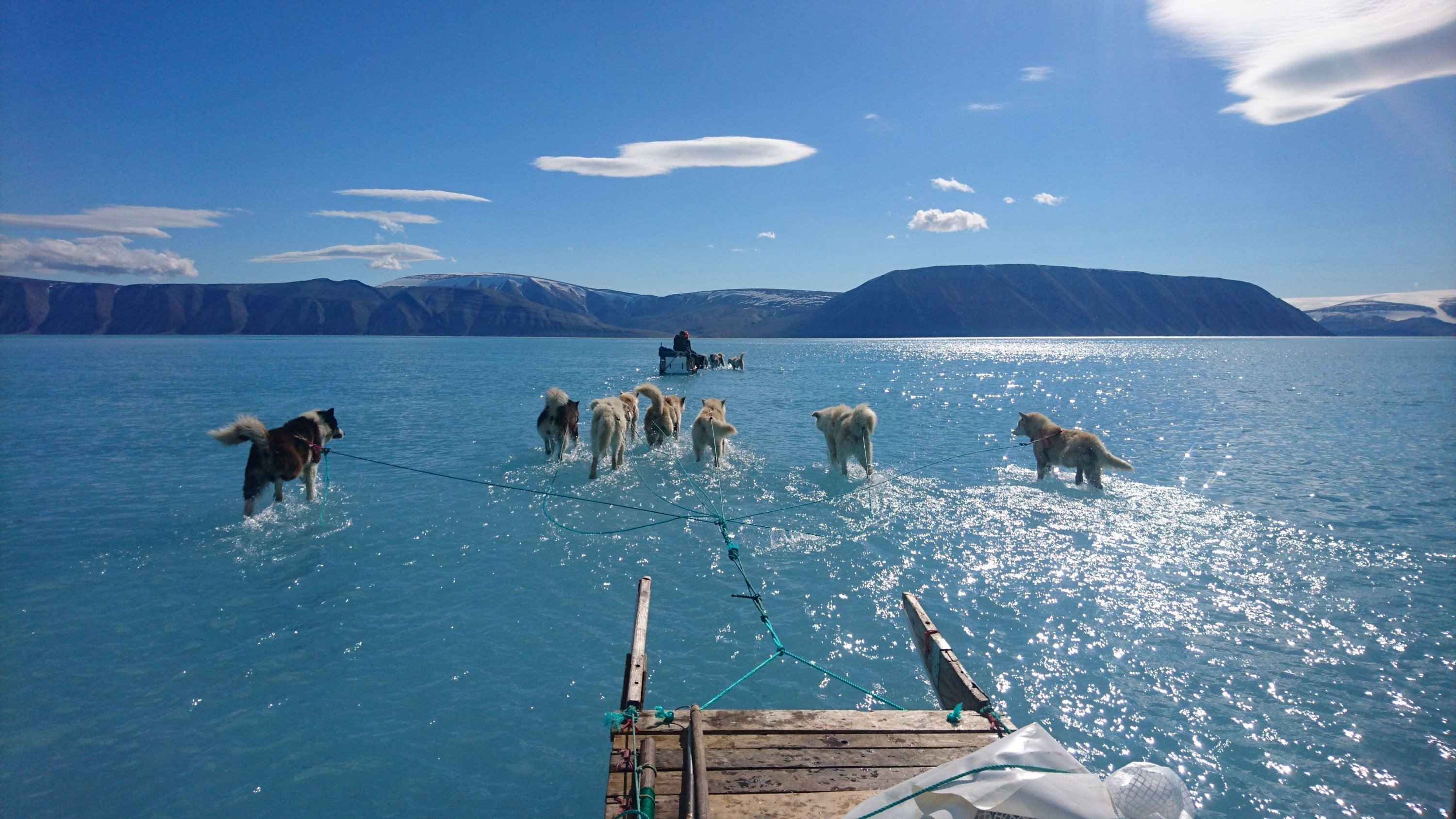 Kereta luncur anjing mengarungi genangan air di es laut selama ekspedisi di North Western Greenland, 13 Juni 2019.