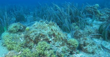 Stony corals in the Dardanos Cladocora Reef Site, Çanakkale, northwestern Türkiye, June 14, 2023. (DHA Photo)
