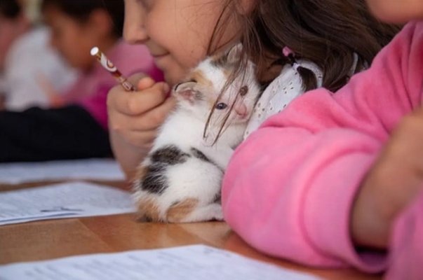 ‘Rumah baru’: Kucing liar, anak kucing mencari perlindungan di sekolah Türkiye