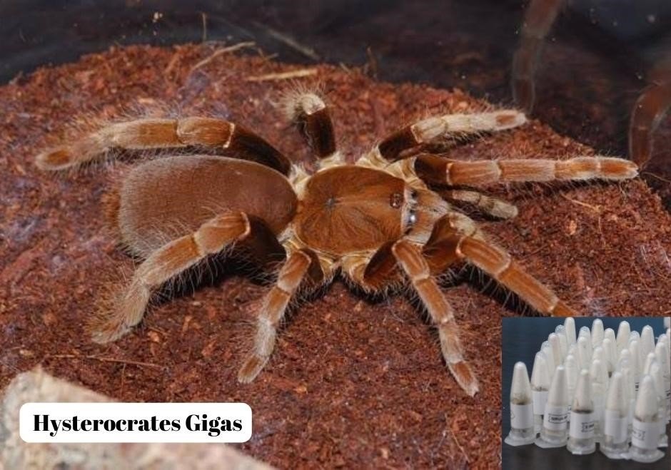 A Hysterocrates Giga, salah satu laba-laba yang diidentifikasi dalam pengiriman ilegal, di Marmaris, Muğla, Türkiye barat daya, 18 Juni 2023. (Foto IHA)