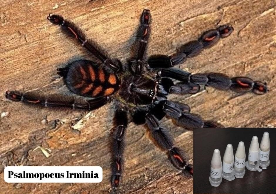 Tarantula Psalmopoeus iminia teridentifikasi dalam pengiriman ilegal, di Marmaris, Muğla, Türkiye barat daya, 18 Juni 2023. (Foto IHA)