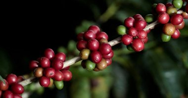Coffee beans, in Sabanilla Costa Rica, Dec. 14, 2018. (Reuters Photo)