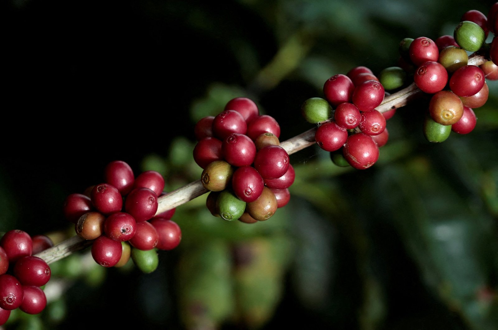 Kelompok penelitian mendekati tujuannya untuk kopi tanpa kafein alami