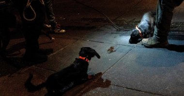 A rat runs away from rat-hunting dogs in the Adams Morgan neighborhood of Washington, D.C., U.S., June 3, 2023. (AFP Photo)
