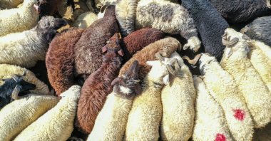 The shipment of sacrificial animals to the western provinces continues ahead of Qurban Bayram, Van, Türkiye, June 19, 2023. (AA photo)