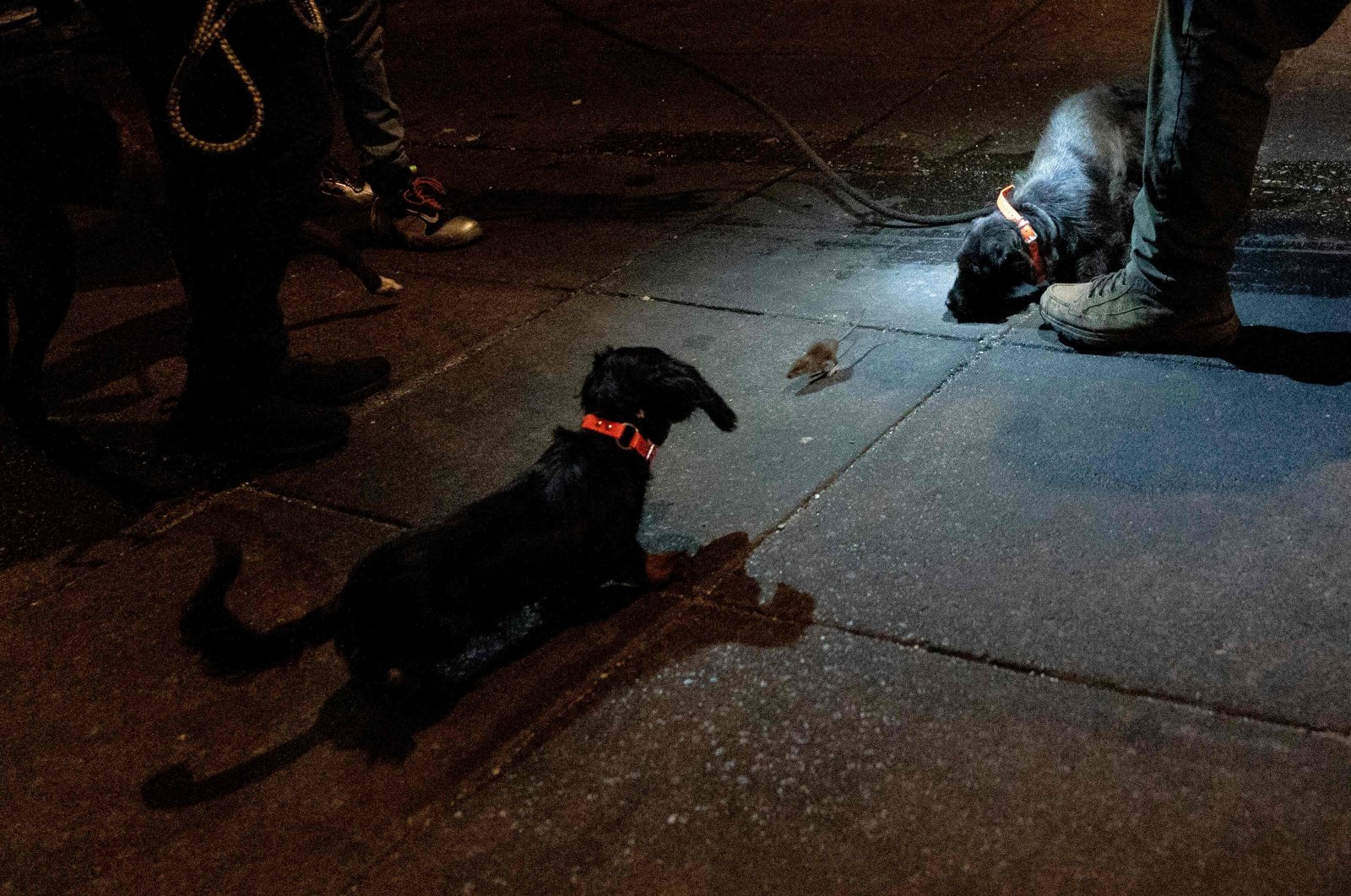 Perang tikus di Washington: Manusia, anjing bersatu untuk mengatasi masalah hewan pengerat