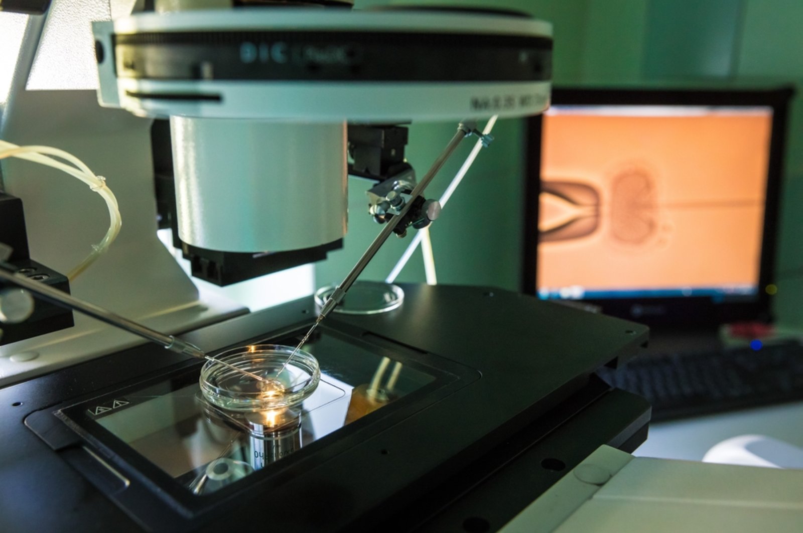 Para ilmuwan menghasilkan embrio manusia sintetis menggunakan sel punca