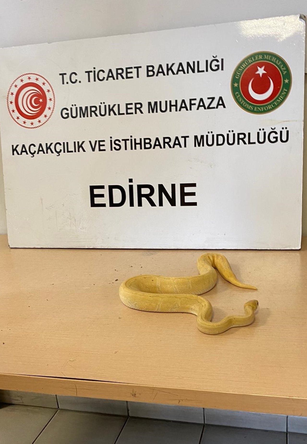 Salah satu ular selundupan yang disita di perbatasan Kapıkule antara Türkiye dan Bulgaria, 20 Juni 2023. (Foto AA)