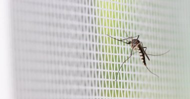 Growing swarms of mosquitos on Türkiye's southern coast continue to torment locals. (Shutterstock Photo)