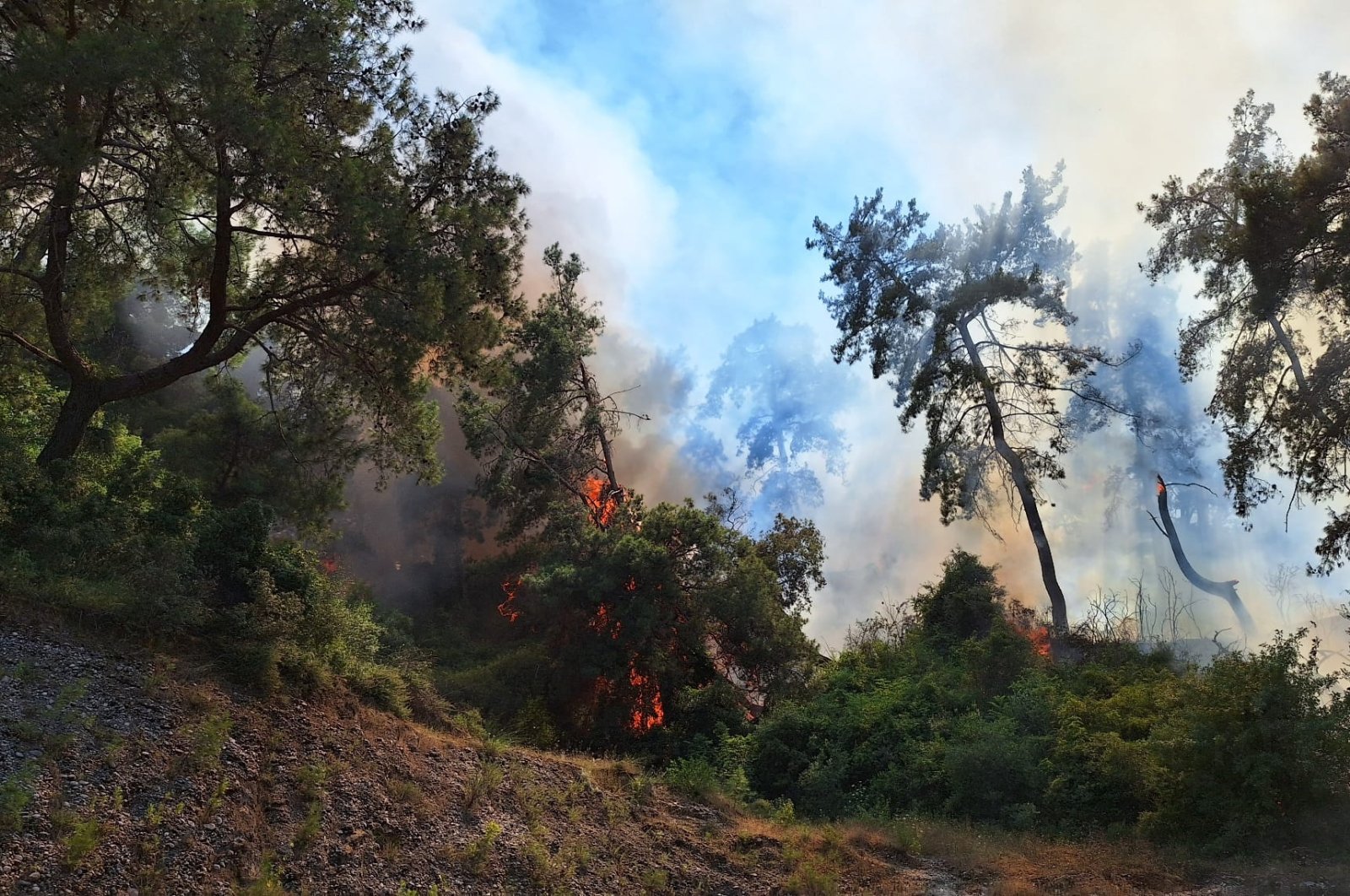 Api membakar hutan Çalkaya di Antalya Türkiye selatan