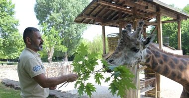 Ergün Kuva is photographed feeding one of the giraffes in Bursa Zoo, northwestern Türkiye, June 21, 2023. (AA Photo)