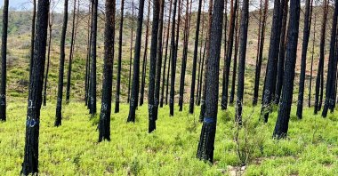 Some 4,392 hectares of forest cover is now turning green again after massive wildfires last year, Marmaris, Türkiye, June 22, 2023. (DHA Photo)