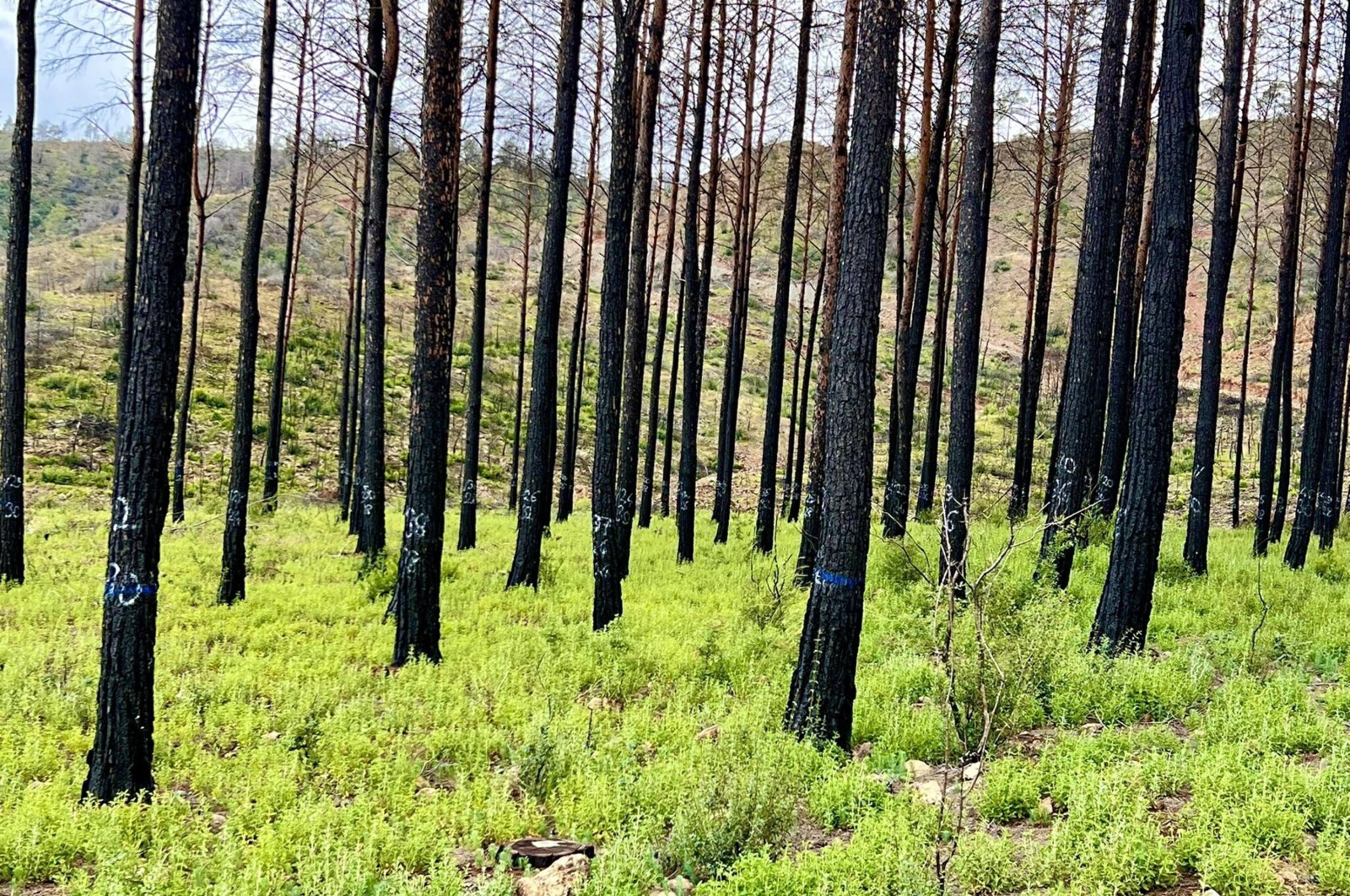 Some 4,392 hectares of forest cover is now turning green again after massive wildfires last year, Marmaris, Türkiye, June 22, 2023. (DHA Photo)