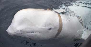 A harness-wearing Beluga whale that turned up in Norway in 2019, sparked speculation it was a Russian navy spy after it appeared off Sweden's coast earlier this year.