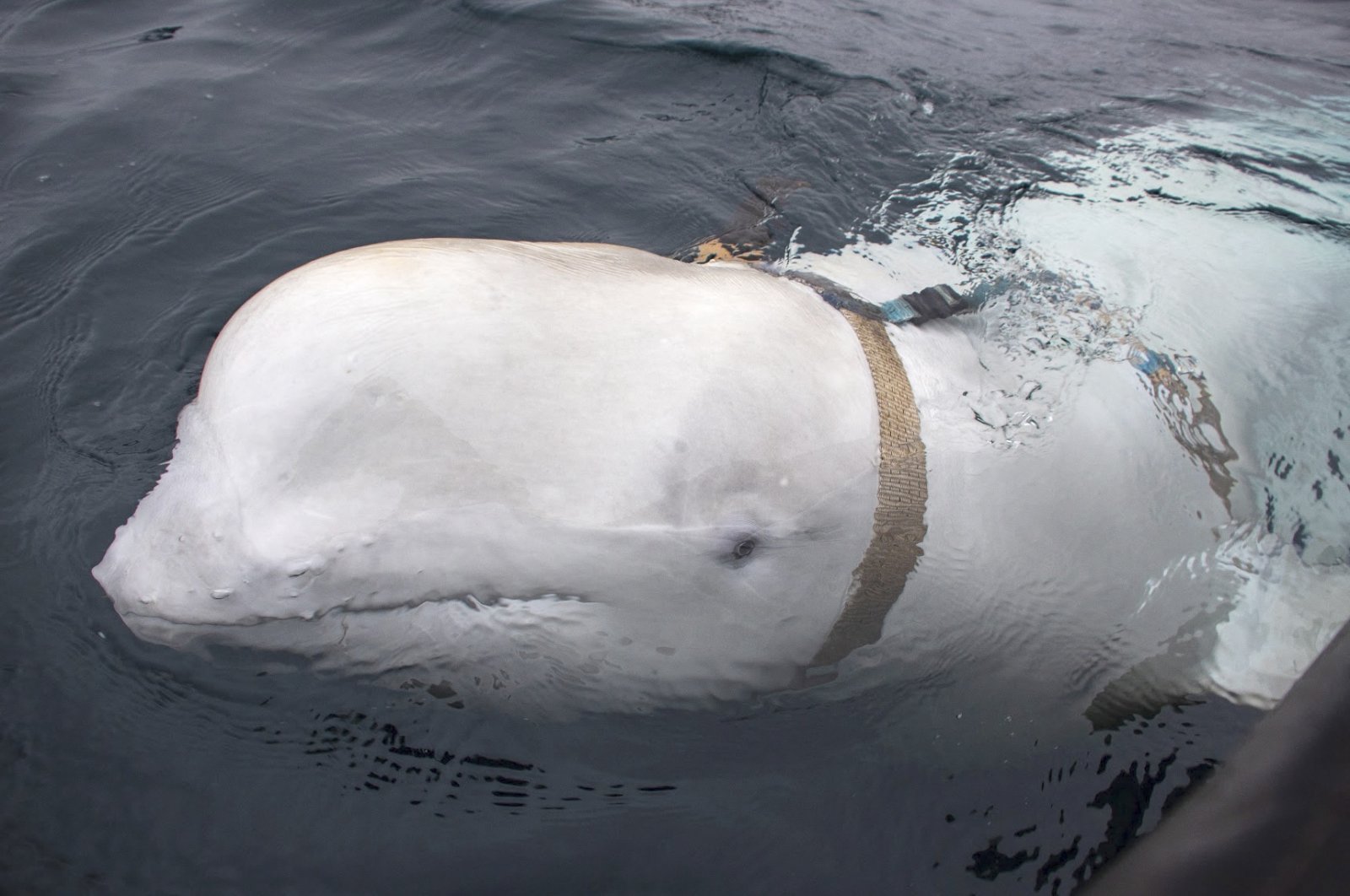Inggris mengklaim Rusia ‘melatih lumba-lumba tempur’ di Krimea yang diduduki