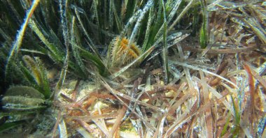 A noble pen shell mussel hides in shallow seaweed, June 25, 2023. (Shutterstock Photo)