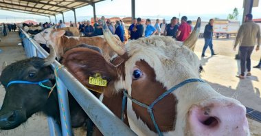 Sacrificial animals are brought to the Istanbul market from the southern part of Türkiye, June 25, 2023. (IHA Photo)