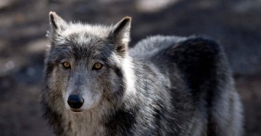 A wolf stands inside its enclosure at the Colorado Wolf and Wildlife Center in Divide, Colorado, U.S., March 28, 2023. (AFP Photo)